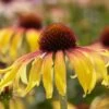 Echinacea 'SunSeekers Tequila Sunrise' -Garden Living Store visi131395 sunrise ec684024 c498 49cf bb02 d1bc5c452264