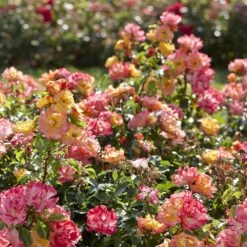 'Airbrush' Floribunda Rose -Garden Living Store visi131515 airbrush