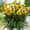 Echinacea 'SunSeekers Mellow' -Garden Living Store visi142209 mellow 2b95edb5 fdbe 4e84 a0de 368491ad1d1b
