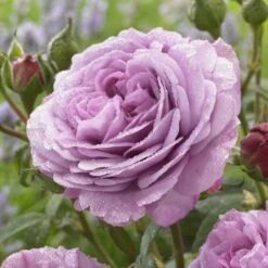 'Lavender Ice' Patio Shrub Rose -Garden Living Store visi150187 lavender ice