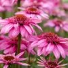 Echinacea 'SunSeekers Sweet Fuchsia' -Garden Living Store visi150944 fuchsia 993c5407 9924 4b79 b3fe 0f99897b6e9c