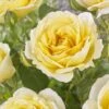 'Joyful Celebration' Hybrid Tea Rose -Garden Living Store visi163643 joyful celebration
