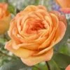 'Better Times ' Hybrid Tea Rose -Garden Living Store visi163648 better times