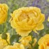 'Absolutely Fabulous' Floribunda Rose 2 'Absolutely Fabulous' Floribunda Rose -Garden Living Store visi163658 absolutely fabulous