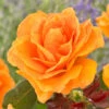 'Palace Fleur' Patio Shrub Rose -Garden Living Store visi163662 palace fleur