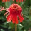 Echinacea 'Carrot Cake' 2 Echinacea 'Carrot Cake' -Garden Living Store visi164441 cake 7d4d3c7e 7e87 4437 99f6 23403538859d