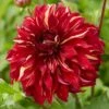 Dahlia Bohemian Spartacus -Garden Living Store visi166509 bohemian 7b77e5ba a2b0 4c79 99e4 d32ef6ebe23c