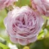 'Prince Jardinier' Floribunda Rose 1 'Prince Jardinier' Floribunda Rose -Garden Living Store visi176404 prince jardinier