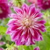 Dahlia 'Purple Explosion' 1 Dahlia 'Purple Explosion' -Garden Living Store visi178379 purple explosion