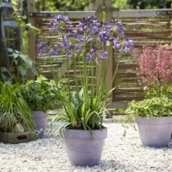 Agapanthus 'Poppin Purple' | 3L -Garden Living Store visi184557