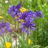 Agapanthus 'Navy Blue' | 7.5L -Garden Living Store visi184776 7478cd0f 7174 47eb 8d6c 2725e2b4a5d5