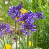 Agapanthus 'Navy Blue' | 3L -Garden Living Store visi184776 9826ea49 ae88 468b 9b7a 17f4b41379c9