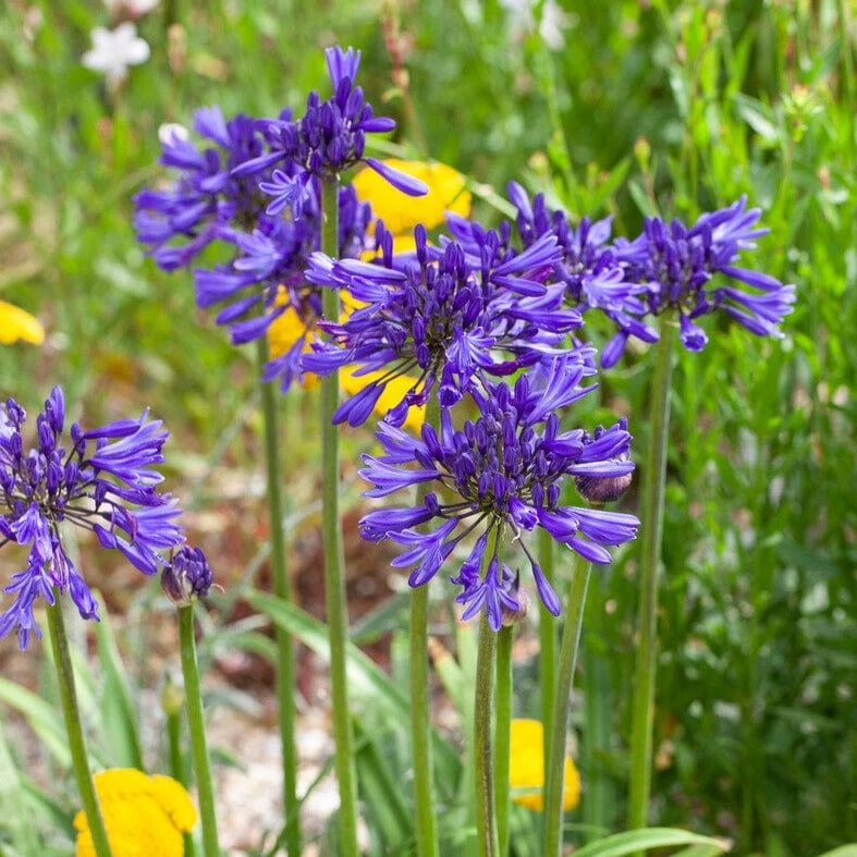 Agapanthus 'Navy Blue' | 3L 3 Agapanthus 'Navy Blue' | 3L
