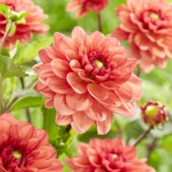 Dahlia 'Orange Girl' -Garden Living Store visi185618