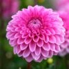 Dahlia Sandra -Garden Living Store visi186039 sandra 02eeb1ef 337b 4e7a a51b eb0a7ee9aa99