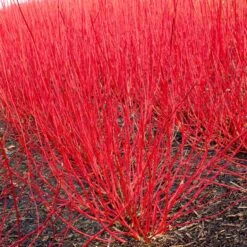 Best Value Cornus Collection | Winter Hedging -Garden Living Store visi19322 cornus alba 4713dd5f 87b9 4ef4 817c 4b778f1a492b