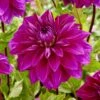 Dahlia 'Thomas Edison' -Garden Living Store visi200023 thomas edison