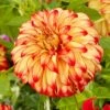 Dahlia Lady Darlene -Garden Living Store visi200659 darlene 8a875447 38b5 4e0c 9324 bfdd45ff83f2