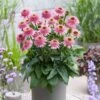 Echinacea 'Butterfly Kisses' -Garden Living Store visi206245 kisses f84146f0 a0df 4c7b 9916 49b0b9389eab