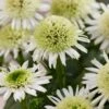 Echinacea 'Delicious Nougat' -Garden Living Store visi206921 nougat db6b19be 1999 4610 afc5 fcc17b1f1af8
