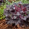 Heuchera 'Timeless Night' -Garden Living Store visi207047 1