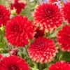 Dahlia 'Garden Wonder' -Garden Living Store visi208037 garden wonder