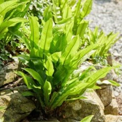 Hart's Tongue Fern | Phyllitis Scolopendrium