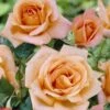 'La Villa Cotta' Shrub Rose -Garden Living Store visi24126 la villa cotta