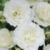 'Peter James Richardson' Floribunda Rose -Garden Living Store visi24135 peter james