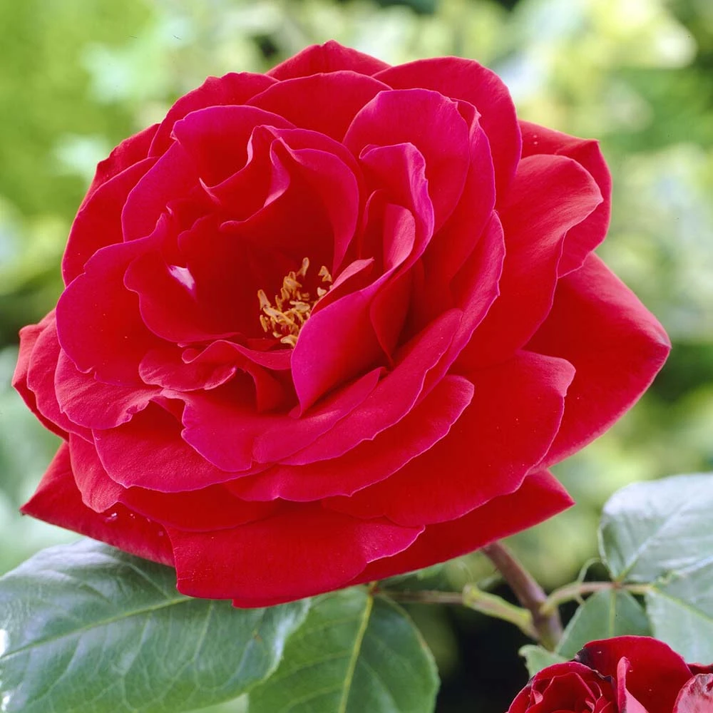 'Lucky Charm' Hybrid Tea Rose 3 'Lucky Charm' Hybrid Tea Rose