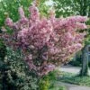 Japanese Cherry Blossom Tree | Prunus Serrulata 'Kanzan' -Garden Living Store visi25691 page