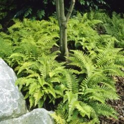 Tassel Fern | Polystichum Polyblepharum -Garden Living Store visi25701
