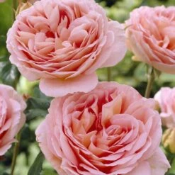 'Schöhne Maid' Hybrid Tea Rose -Garden Living Store visi25830 schohne maid