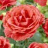 'Onward And Upward' Patio Climbing Rose -Garden Living Store visi25886 onwards upwards