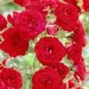 'Dwarf Fairy' Patio Shrub Rose -Garden Living Store visi25887 dwarf fairy