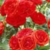 'Trumpeter' Floribunda Rose 2 'Trumpeter' Floribunda Rose -Garden Living Store visi25890 trumpeter