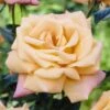 'Niceday' Patio Climbing Rose -Garden Living Store visi25908 nice day