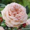 'It's A Wonderful Life' Floribunda Rose -Garden Living Store visi28368 wonderful life