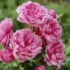 'Soul' Shrub Rose -Garden Living Store visi28374 soul