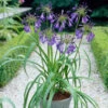 Agapanthus 'Purple Heart' | 3L -Garden Living Store visi28675