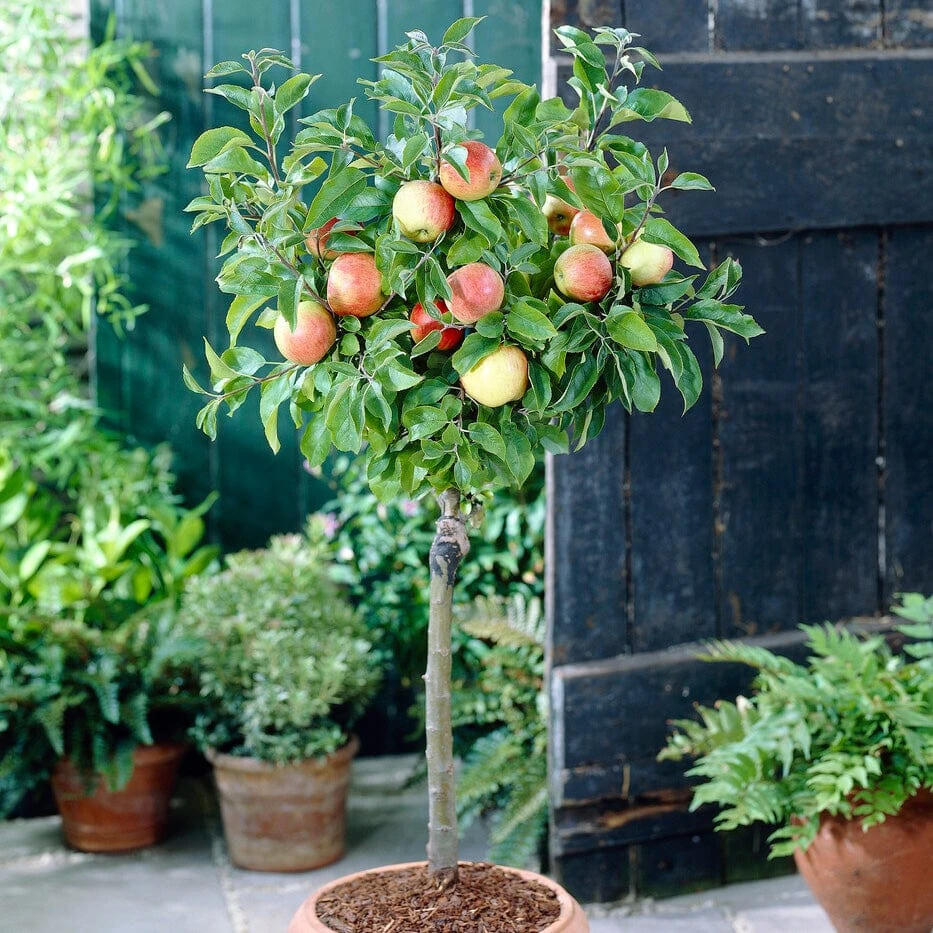'Discovery' Semi-Dwarf Apple Tree 5 'Discovery' Semi-Dwarf Apple Tree - Image 3