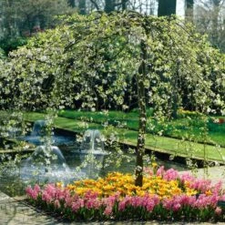 'Sun Rival' Crabapple Tree