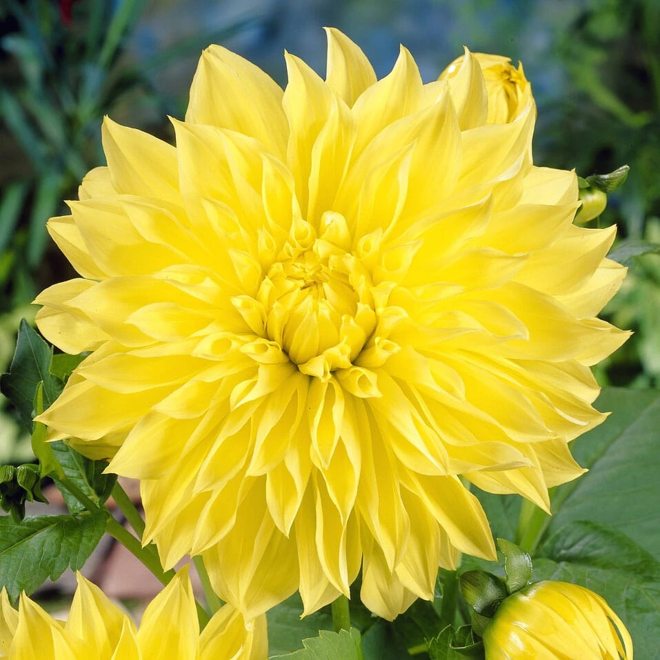 Dahlia Kelvin Floodlight 3 Dahlia Kelvin Floodlight