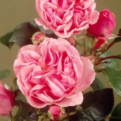 'Parade Cajsa' Patio Shrub Rose -Garden Living Store visi35074 cajsa