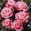 'Nautica' Floribunda Rose -Garden Living Store visi35141 nautica