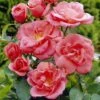 'Secret Smile' Floribunda Rose -Garden Living Store visi35188 secret smile