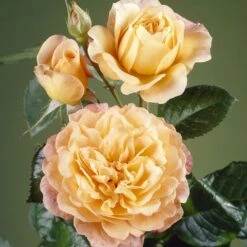 'Perfect Harmony' Hybrid Tea Rose -Garden Living Store visi35443 perfect harmony