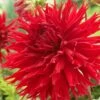 Dahlia Jaxon -Garden Living Store visi47451 jaxon d6d0bff1 6de8 4ecf 9d47 1977353db943