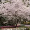 White Winter Flowering Cherry Tree | Prunus Subhirtella 'Autumnalis' -Garden Living Store whitewinter 1