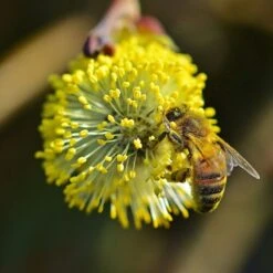 Best Mixed Native Wildlife Hedging | Growers' Choice -Garden Living Store willow tortousa